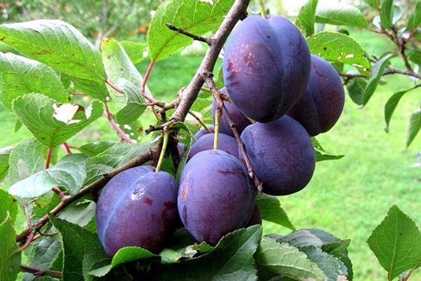 Prune européenne Stanley