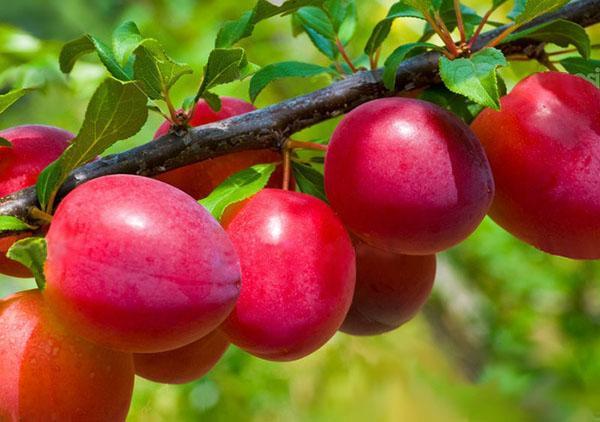 qualité prune échevin