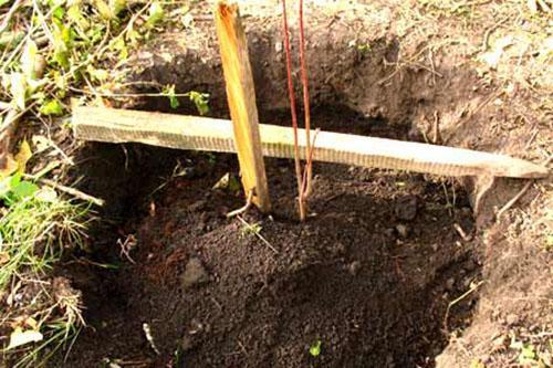 plantar un árbol joven de ciruela