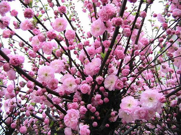 Flores de ciruelo japonés