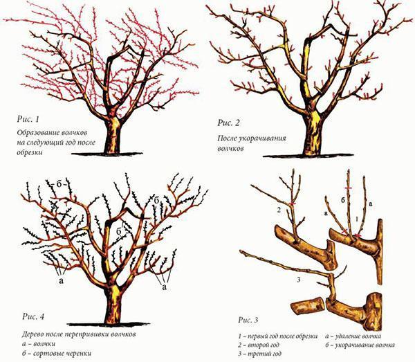 formation de la couronne d'une prune dans le jardin