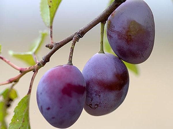 prunes dans votre jardin
