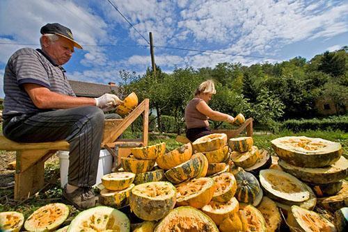 Beaucoup de fruits sont nécessaires pour faire de l'huile de graines de citrouille