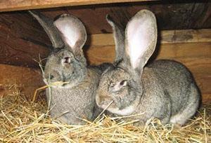 Paire de lapins