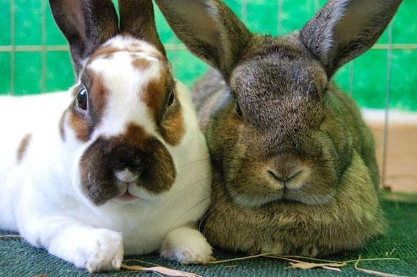 Seuls les lapins en bonne santé doivent se produire.