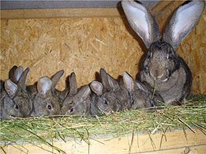 Lapin avec des lapins