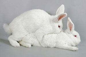 L'accouplement des lapins