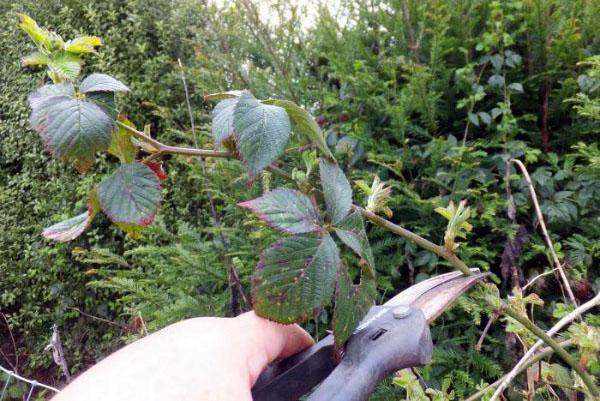 podando las puntas de las moras