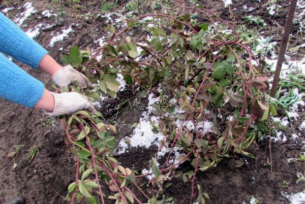 préparer les mûres pour l'hiver