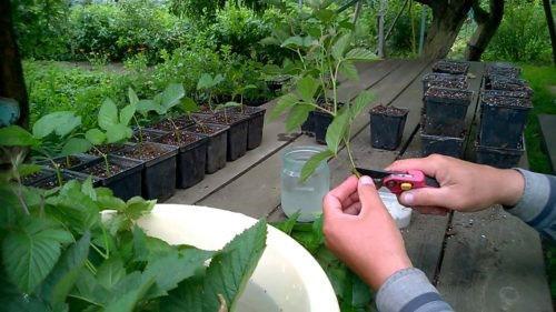 propagation des mûres par bouturage