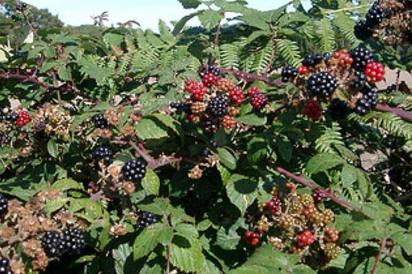 moras en su cabaña de verano