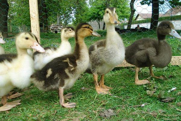 Patitos