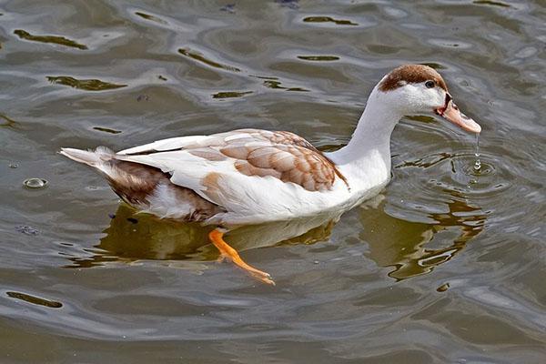 Canard mulard coloris blanc-brun