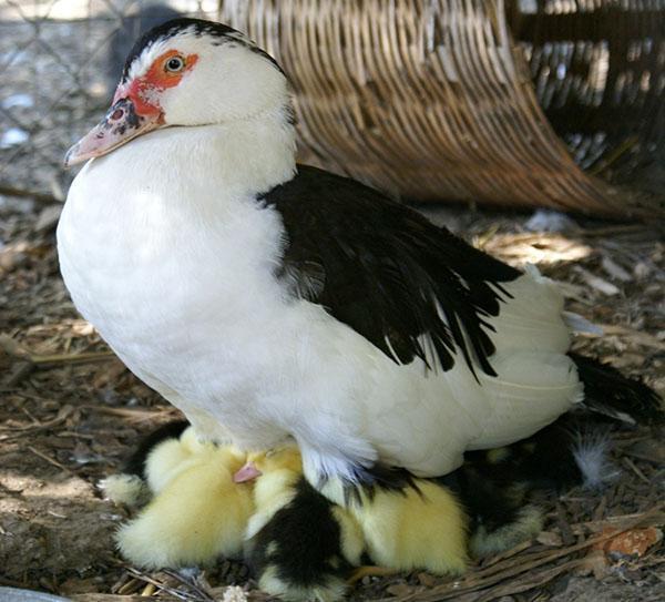 Para la cría de patos mulard, se utilizan un pato de Pekín y una raza almizclada macho.