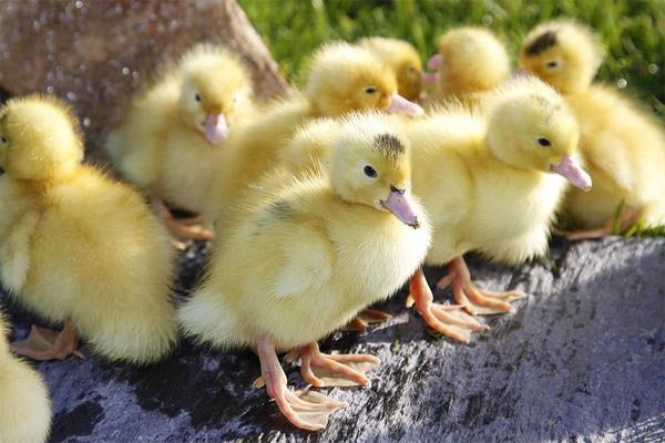 Patitos Mulardy
