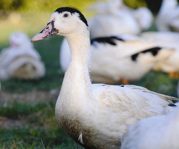 Canard mulard prêt pour l'abattage