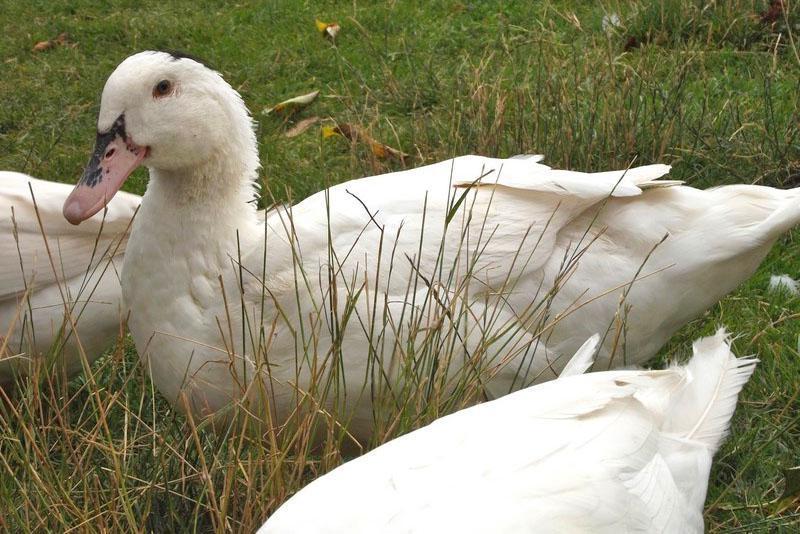 Patos Mularda adultos