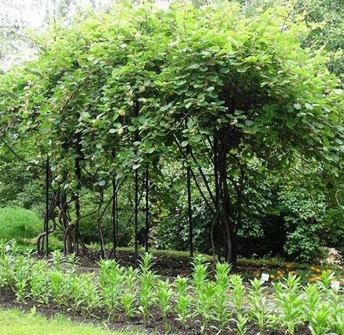 actinidia sur un treillis