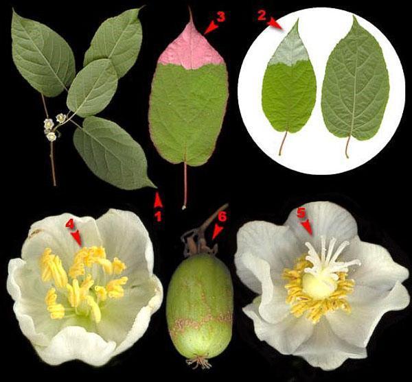 fleurs mâles et femelles d'actinidia