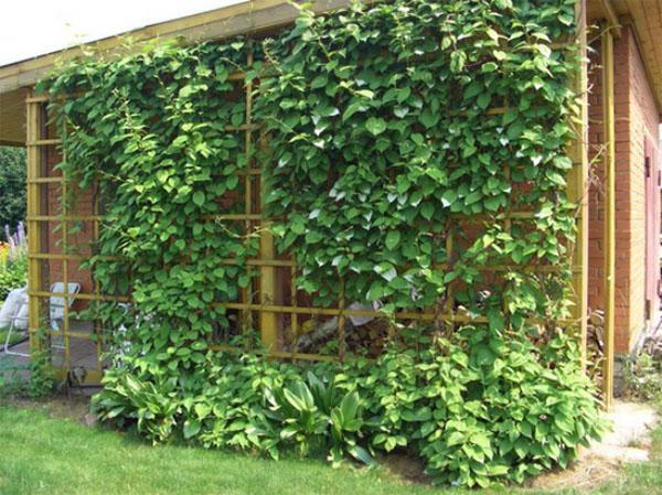 actinidia cerca del edificio