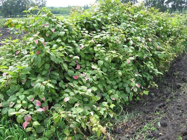 actinidia necesita suelo ácido o ligeramente ácido