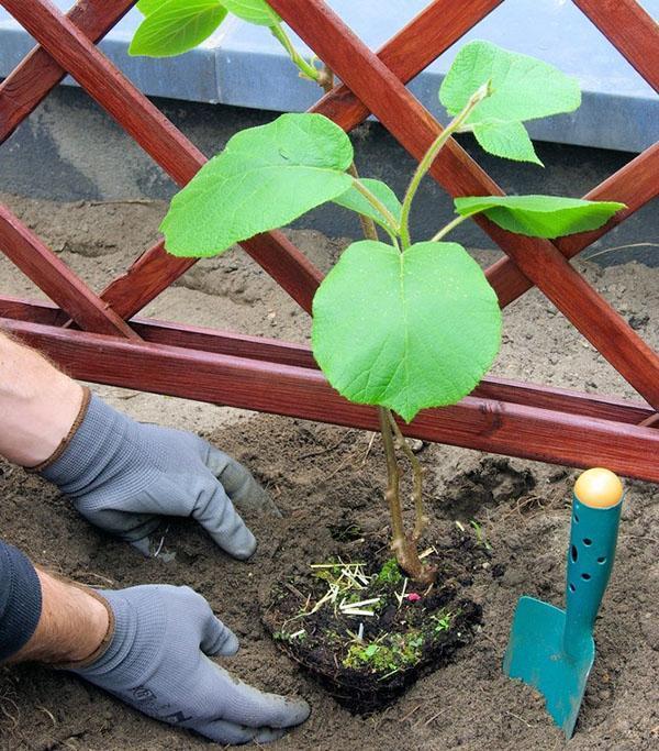 plantation d'actinidia kolomikta