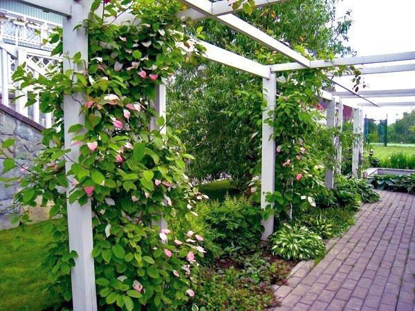 la poda de actinidia se lleva a cabo en el otoño