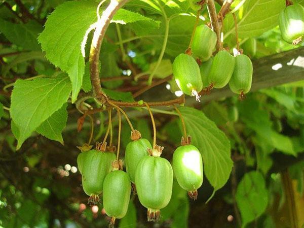 actinidia kolomikta dans le pays