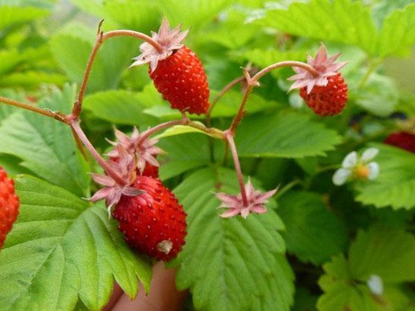 variedad de frutos pequeños