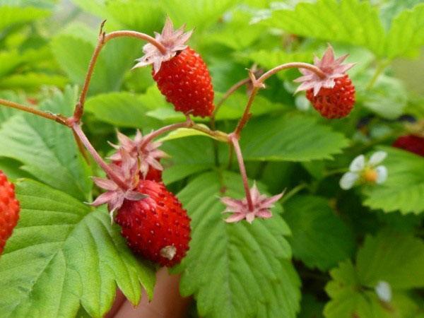 variété à petits fruits