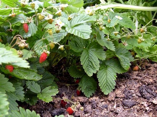 soins aux fraises en plein air