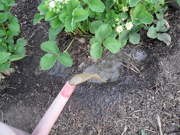 alimentación de plantas