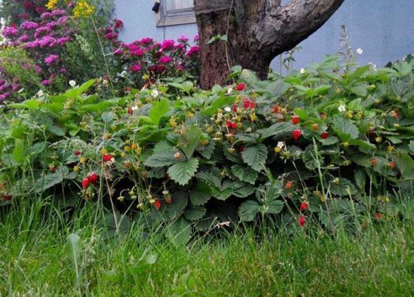 Fresas de Rügen en el jardín