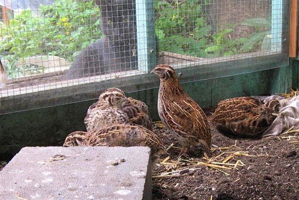 Codorniz en el aviario