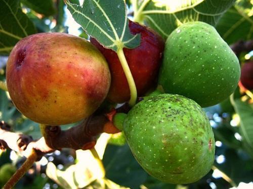 figues