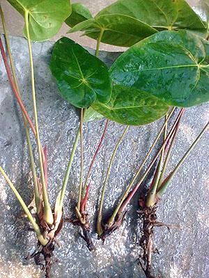 Se pueden obtener varias plantas jóvenes de una flor grande.