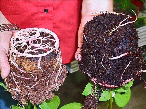 Antes de transferir las plantas a otra maceta, riegue abundantemente el suelo