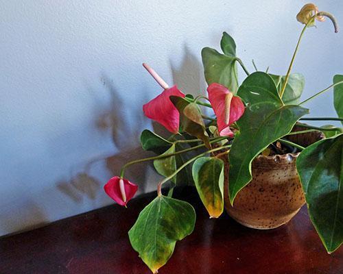 Anthurium est transplanté au début du printemps