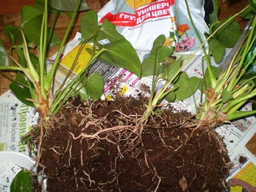 Transplantation et reproduction d'anthurium