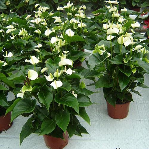 L'anthurium acheté en magasin doit être transplanté immédiatement