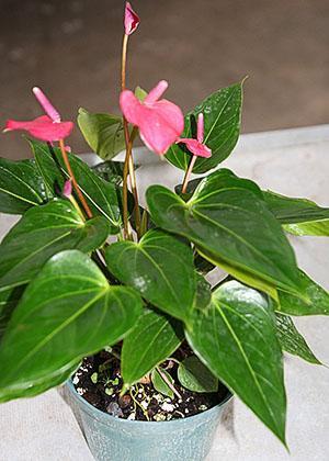 Avant le repiquage, toutes les tiges florales sont coupées d'un anthurium en fleurs