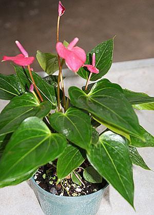 Antes del trasplante, todos los tallos de flores se cortan de un anthurium en flor.