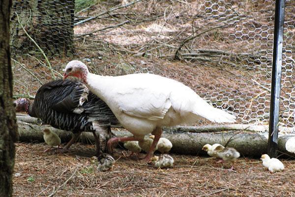 Les poussins devraient être plus dehors