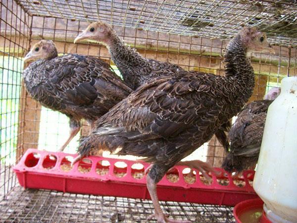 Pavo crecido en jaulas especiales