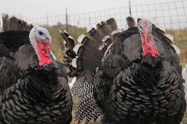 Solo con un cuidado debidamente organizado se puede criar un pájaro grande.
