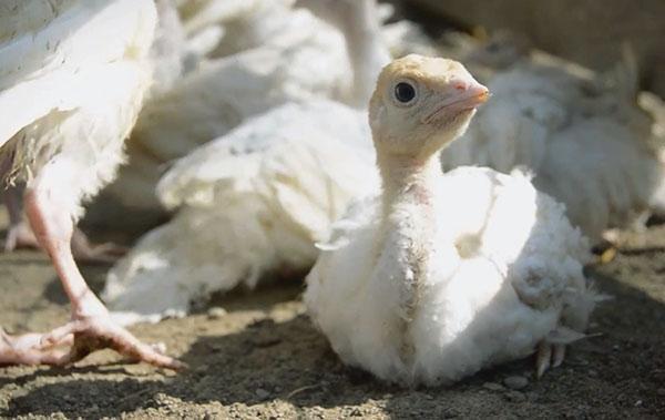 Pavo blanco de pecho grande