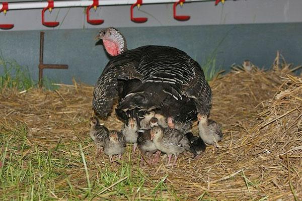 Poule de dinde aux dindonneaux