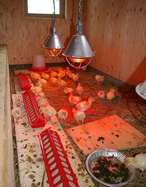 Amamantar pequeños pavitos de pavo