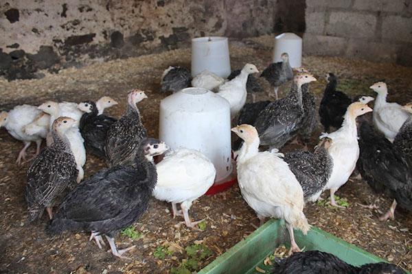 Los pollitos de pavo se alojan en espaciosas habitaciones.