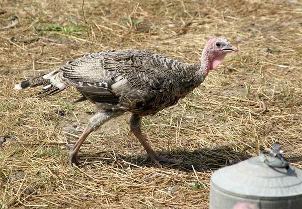 Un pavo en un aviario.